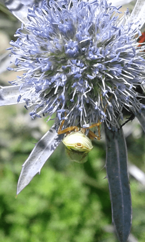 Odontomyia sp. (Stratiomyidae)?  S